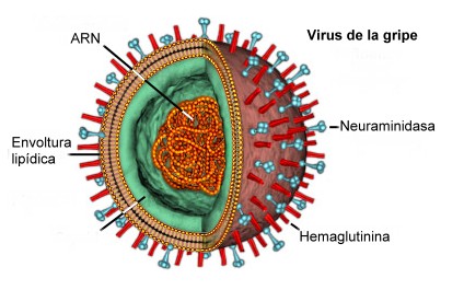 virus de la gripe